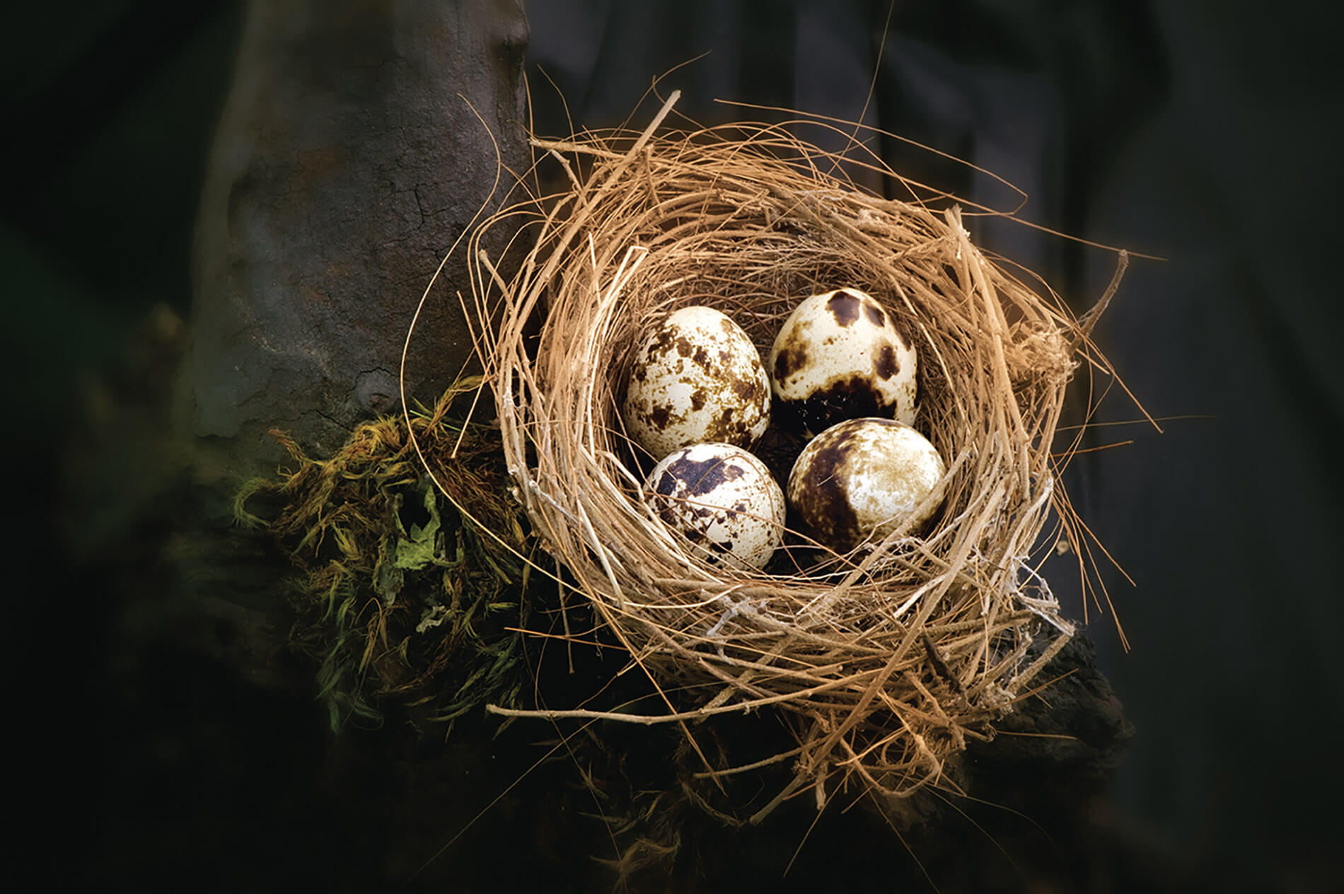 Eier in einem Nest.
