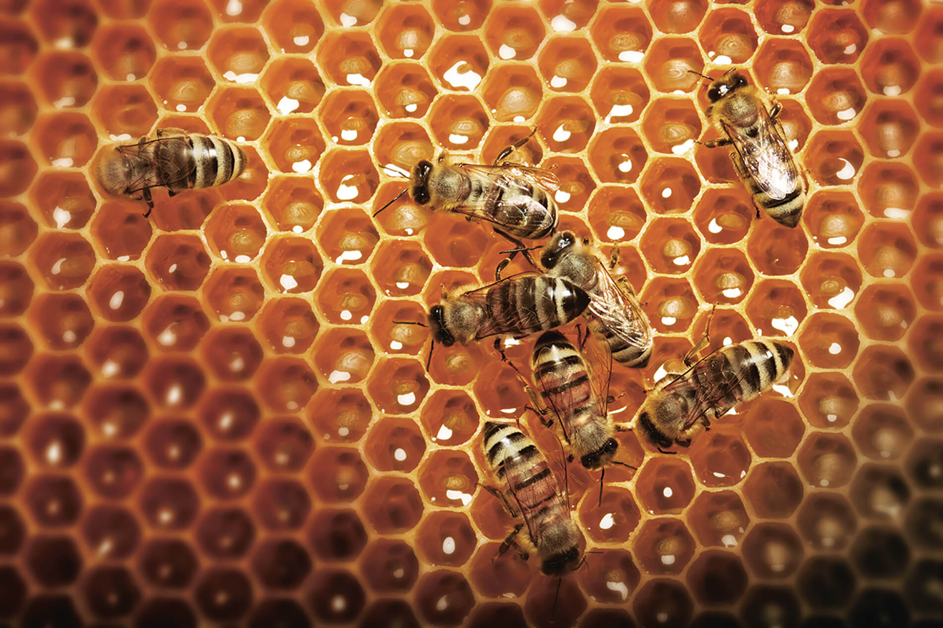 Bienen auf Bienenwabe. 